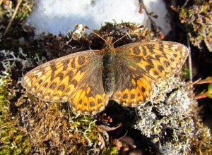 Boloria freija